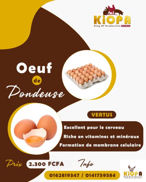 Œuf de Pondeuses